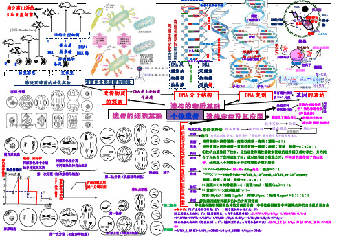 生物必修2遗传的物质和细胞基础、遗传定律的思维导图