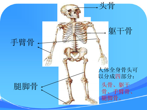 苏教版小学科学四年级下册《骨骼》