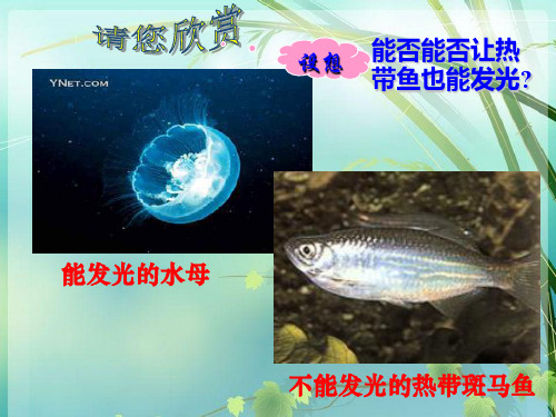 高中生物必修二 基因工程及其应用 PPT课件 图文