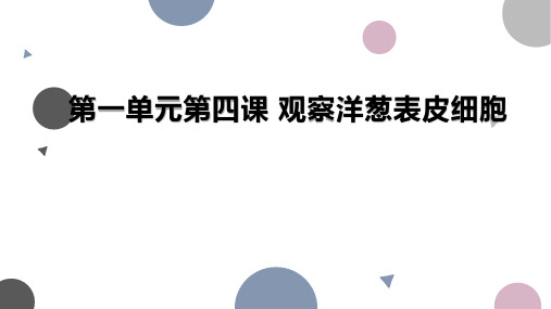 教科版科学六年级上册1.4观察洋葱表皮细胞 课件(共13张PPT).ppt