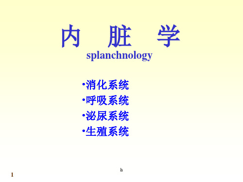 人体系统解剖教程内脏学总论和消化系统