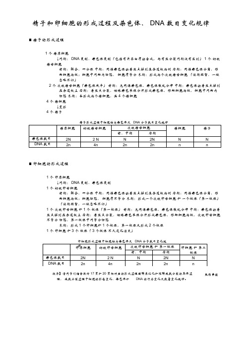 精子和卵细胞的形成过程及染色体、DNA数目变化规律