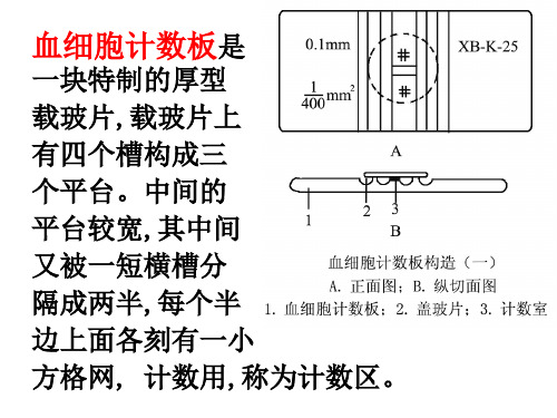 血细胞计数板