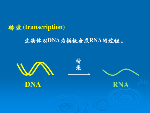 15第15章RNA生物合成转录