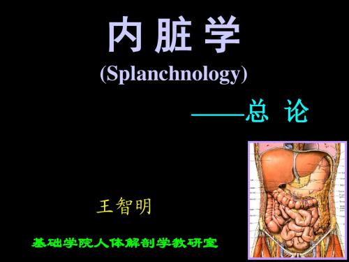 内脏学--消化系统 (2)