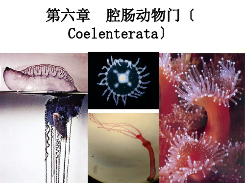 第六节--腔肠动物门(Coelenterata)