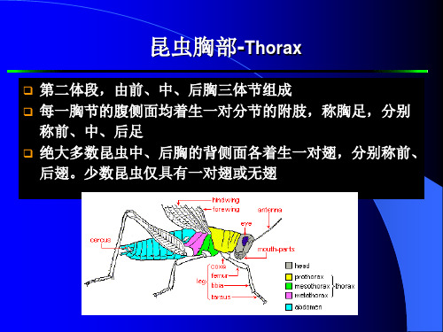 昆虫形态学