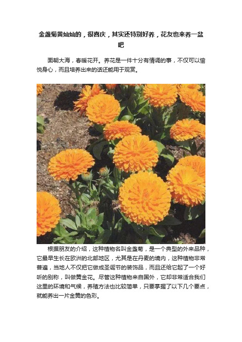 金盏菊黄灿灿的，很喜庆，其实还特别好养，花友也来养一盆吧