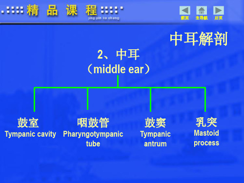 中耳解剖学