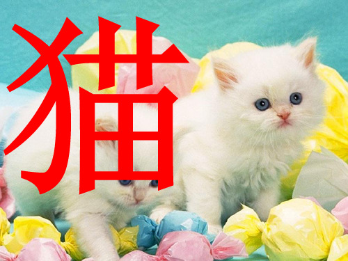 人教版七年级语文下册626 猫(共20张)PPT课件
