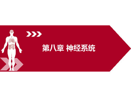 《运动解剖学》(第三版) 8第八章 神经系统