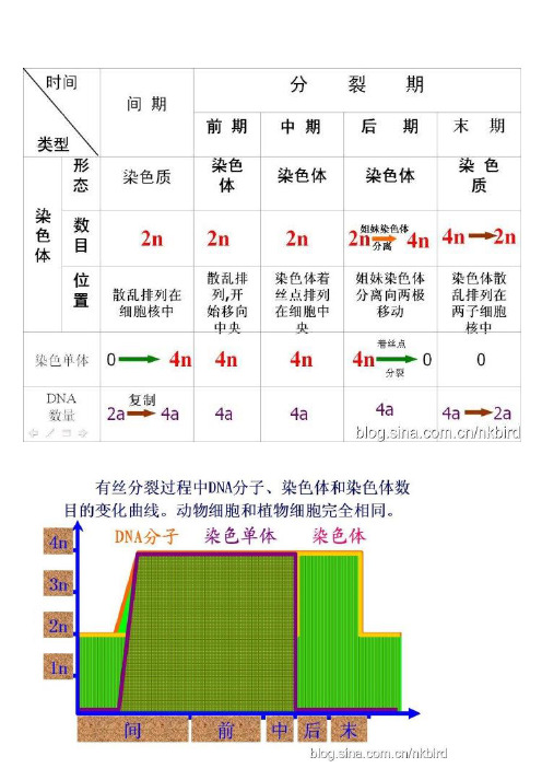 有丝分裂示意图