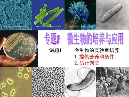 课题1 微生物的实验室培养ppt课件