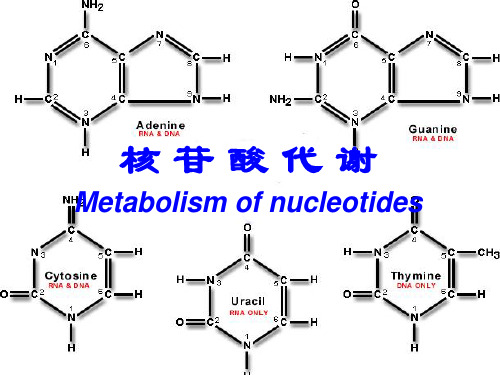 考研课件生物化学8核苷酸代谢PPT