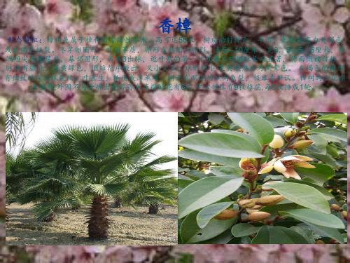 常见绿化植物介绍 ppt课件