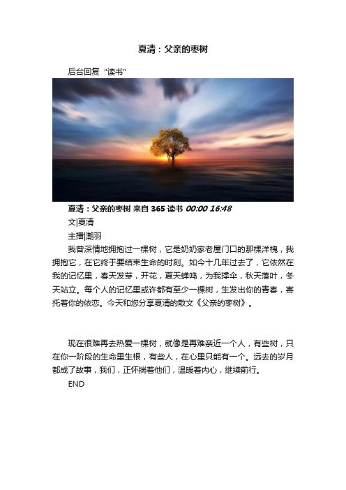 夏清：父亲的枣树