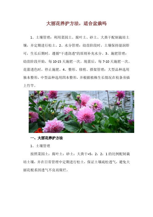 大丽花养护方法,适合盆栽吗