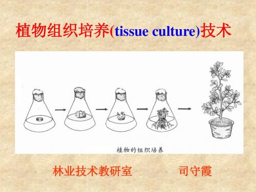 植物组织培养(tissue culture)技术