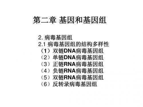 分子遗传学基因组及基因组学-PPT精选文档