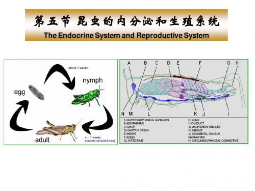 昆虫学ppt