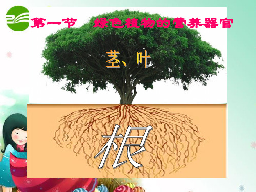 八年级科学上册 第六章 植物的新陈代谢 1.绿色植物的营养器官 课件华东师大版