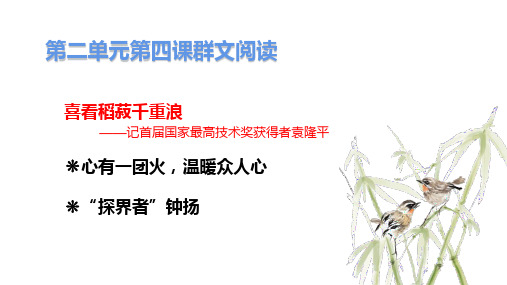 4.1《喜看稻菽千重浪》课件+2024-2025学年统编版高中语文必修上册