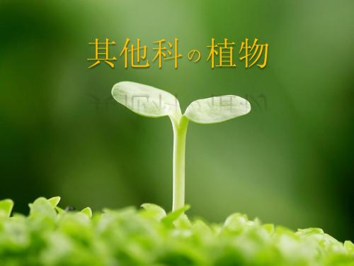 植物  其他科 ppt