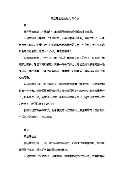 观察马齿苋的作文300字