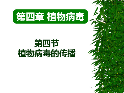 植物病毒3PPT课件