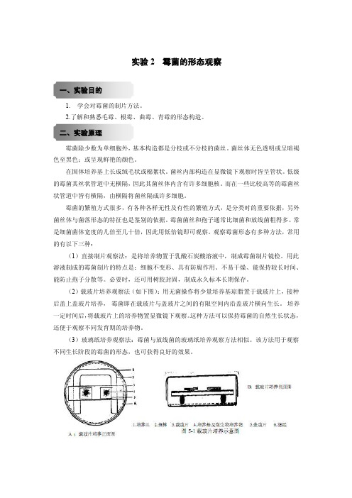 实验2霉菌的形态观察