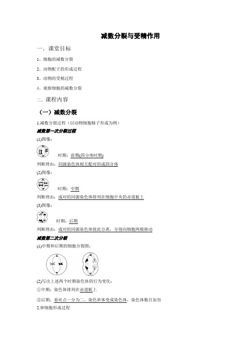 减数分裂与受精作用教案