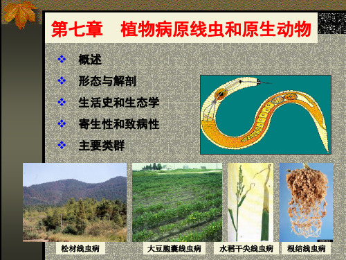 普通植物病理学课件第八章 植物病原线虫、原生动物上