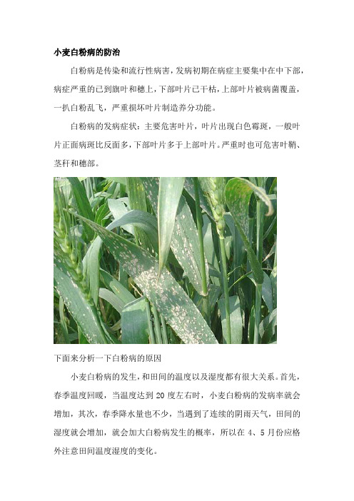 小麦白粉病的科学防治措施