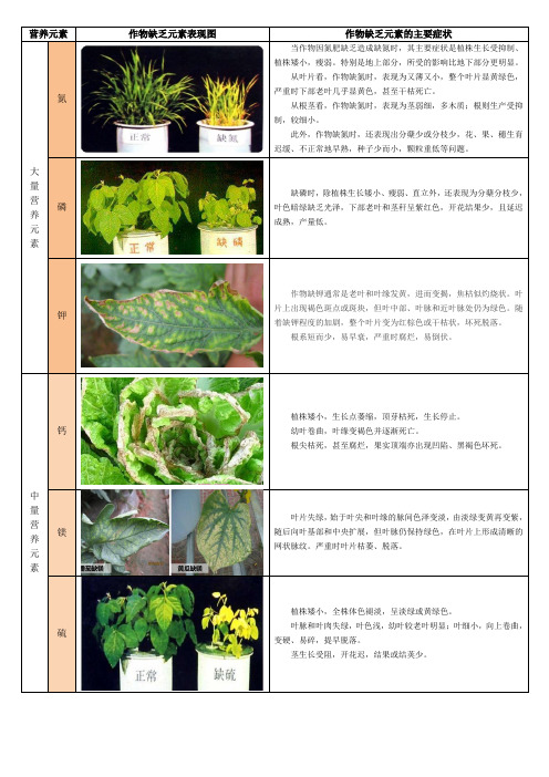 作物大中微量元素缺乏图解