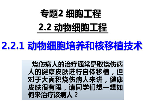 动物细胞培养和核移植技术(1)