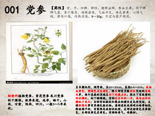 根茎类中药鉴定图文(二)PPT课件