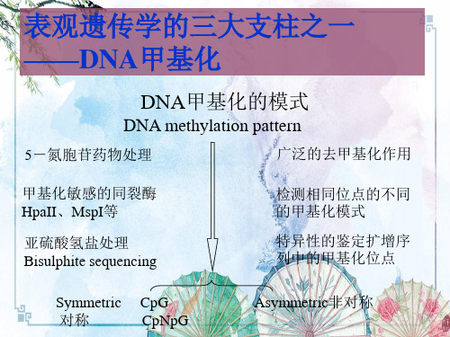 表观遗传学机制总结——DNA甲基化