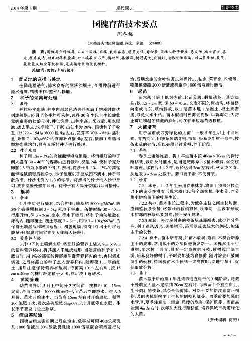 国槐育苗技术要点