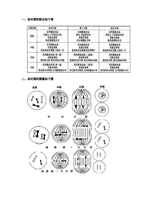 减数分裂 有丝分裂的比较例题(ok)