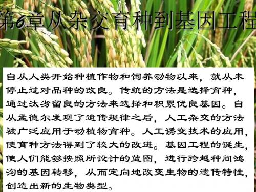 《杂交育种与诱变育种》PPT课件12 人教课标版