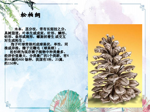 【园林植物学】第三章 裸子植物松柏纲