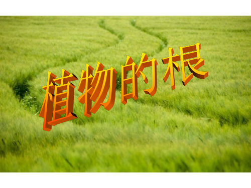 科学：植物的根  ppt课件