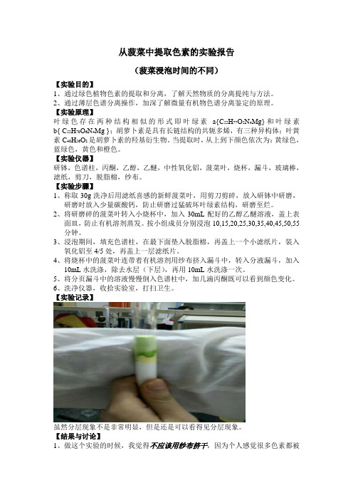 从菠菜中提取色素的实验报告
