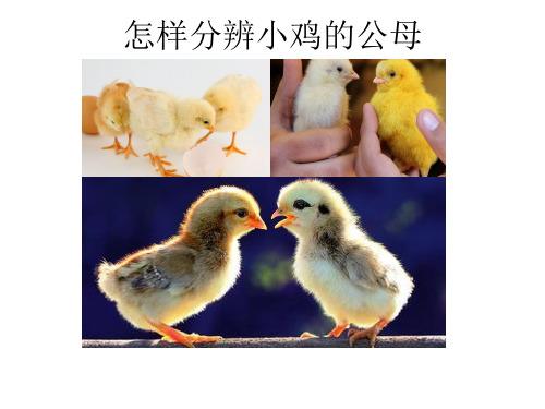 怎样分辨小鸡的公母