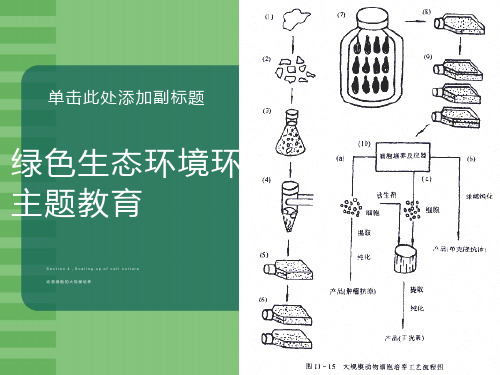 动物细胞大规模培养方法及其应用