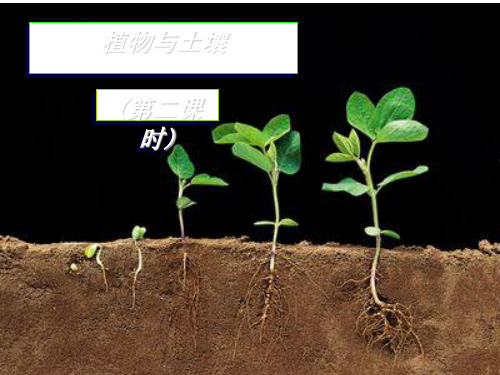 浙教版科学《植物的根与物质吸收》课件ppt2