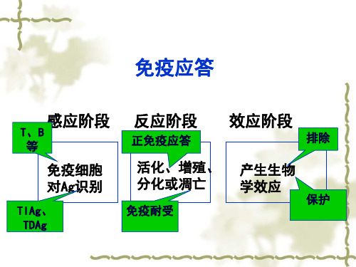 医学免疫学：固有免疫系统及其介导的免疫应答