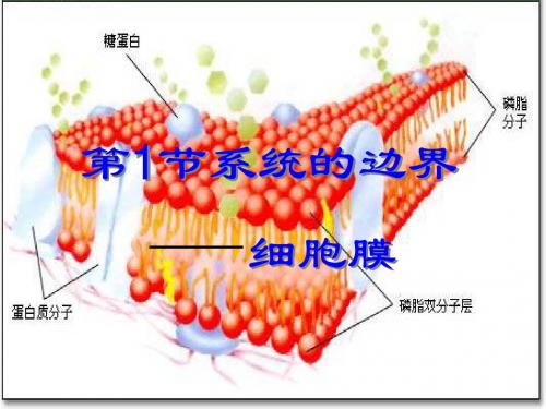 人教版教学课件第三章第一节 细胞膜——系统的边界