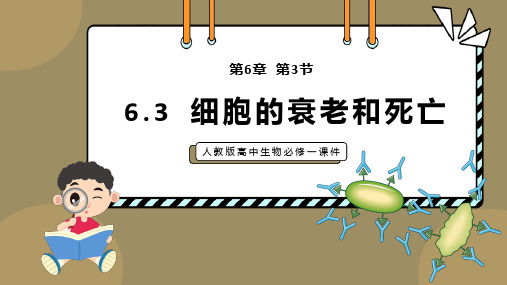 细胞的衰老和死亡教学课件-2024-2025学年高一上学期生物人教版(2019)必修1