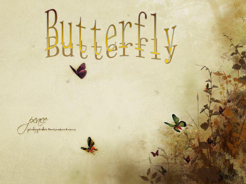 butterfly 蝴蝶 ppt